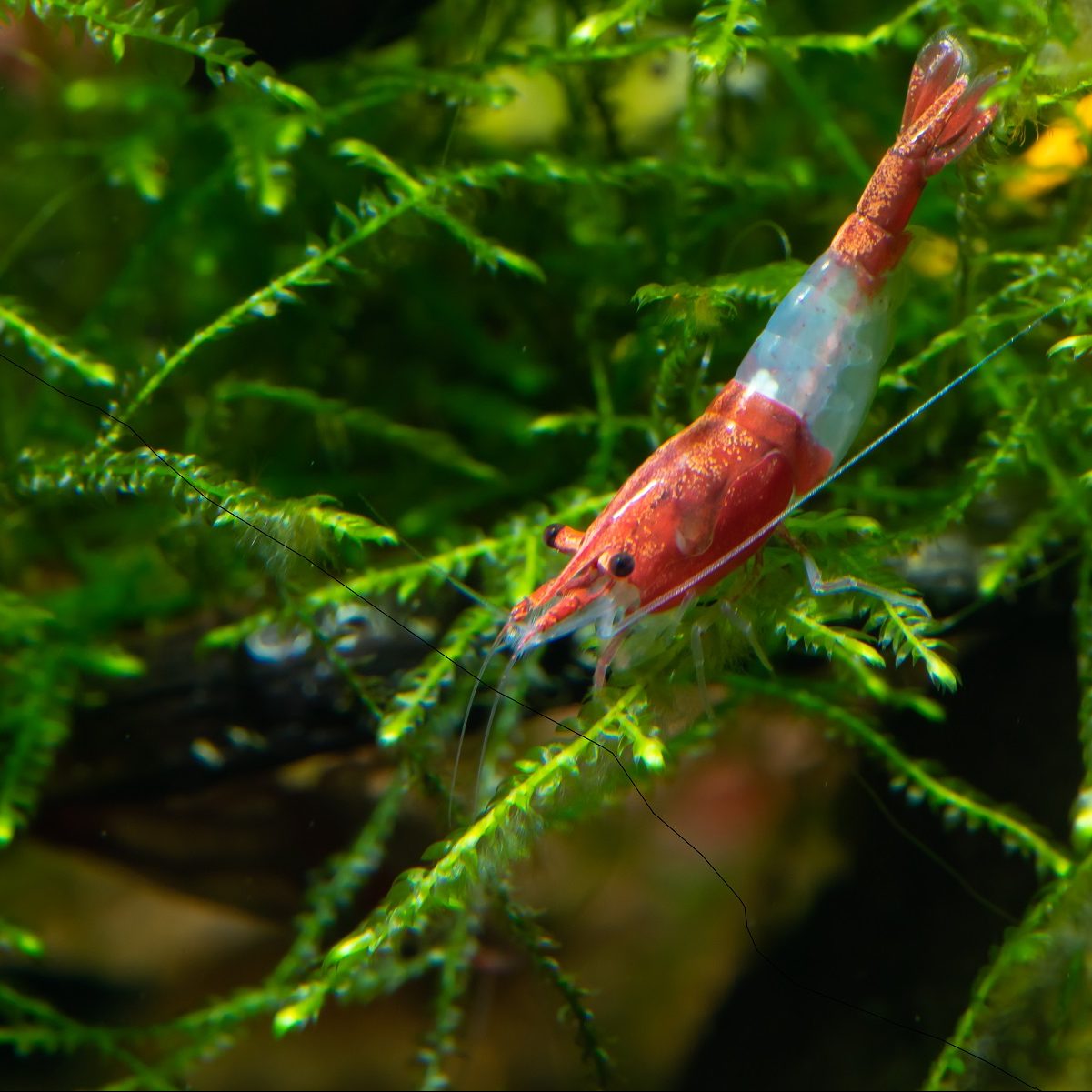 Red Rili shrimps ( 5 pieces)