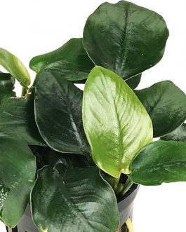 Anubias Nana Fatty (single plant pot)