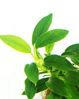 Aquatic Rhizome Plants, Ferns & Mosses