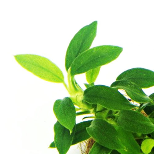 Anubias Nana Bonsai (single plant pot)