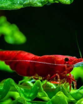 Bloody mary shrimps ( 5 pairs)