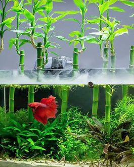 Lucky bamboos (Dracenas) and Massangeanas