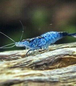 Blue Rili shrimps ( 5 pcs)