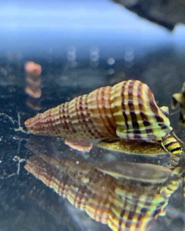 King sulawesi rabbit snail 5 pcs