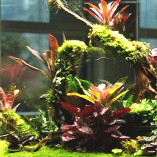 Bromeliad- assorted random color (single plant)