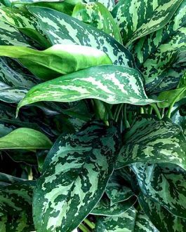 Aglaonema Maria