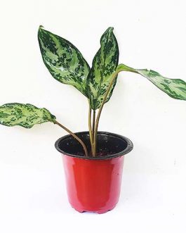 Aglaonema commutatum (single plant)