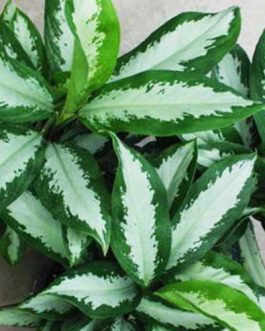 Aglaonoema Diamond Bay