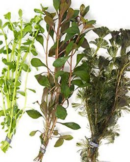 Wholesale Aquatic Plant Combo (40 Stems)