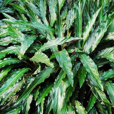 Calathea Rufibarba (plant clump)
