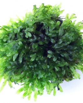 Crepidomanes Malabaricum (steel mesh)