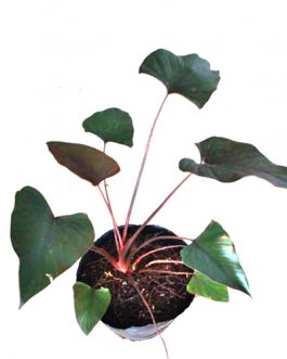 Homalomena Black (single plant)