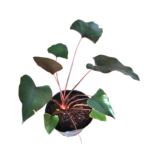 Homalomena Black (single plant) - Image 2