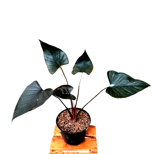 Homalomena Black (single plant) - Image 3