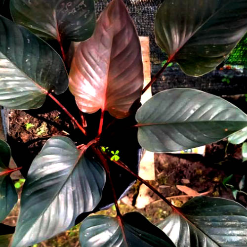 Homalomena Black (single plant)