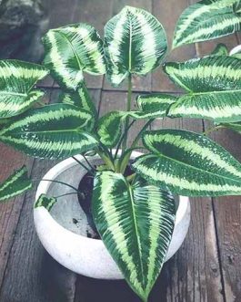 Homalomena Schismatoglottis Andromeda (single plant)