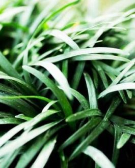 Mondo grass/ Ophiopogon japonicus/ snakes beard