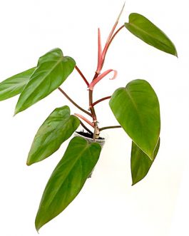Red Emerald Philodendron / Philodendron erubescens (large single plant)