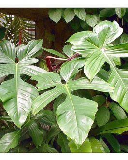 Philodendron squamiferum (Single plant)