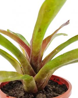 Bromeliad- assorted random color (single plant)