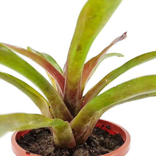 Bromeliad- assorted random color (single plant) - Image 2