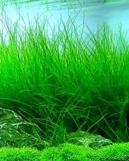 Tall Hairgrass/ Eleocharis vivipara (plant clump)