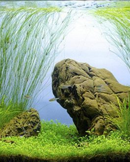 Tall Hairgrass/ Eleocharis vivipara (plant clump)