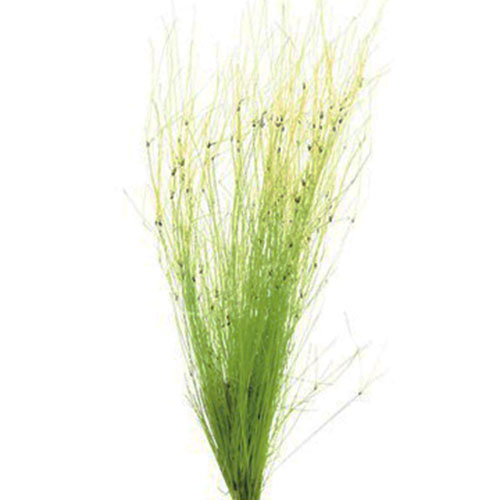 Tall Hairgrass/ Eleocharis vivipara (plant clump) - Image 3