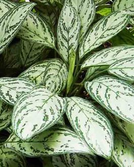 Aglaonema commutatum (single plant)