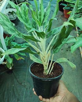 Aglaonema Greyhound (pot)