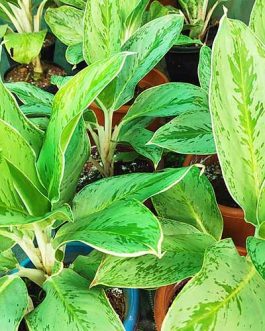 Aglaonema Ice