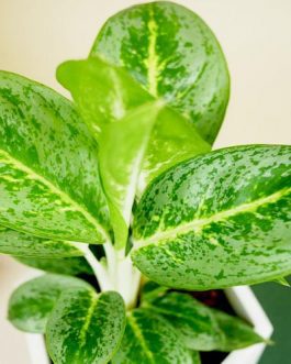 Aglaonema Keylime
