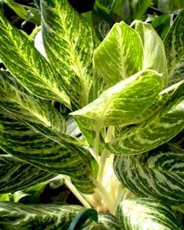 Aglaonema White Lightning