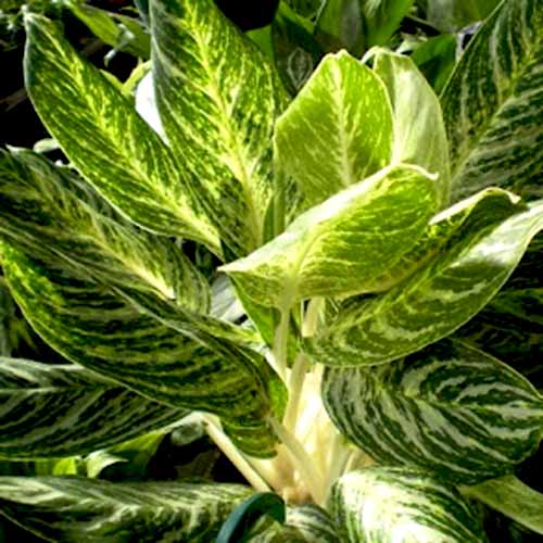 Aglaonema White Lightning