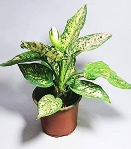 Aglaonema Snow White (large plant)