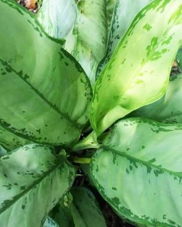 Aglaonema BJ Freeman (Single plant)