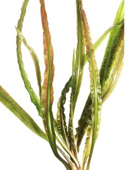 Cryptocoryne Retrospiralis (single plant)