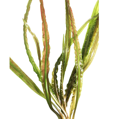 Cryptocoryne Retrospiralis (single plant)