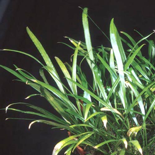 Cryptocoryne Retrospiralis (single plant) - Image 2