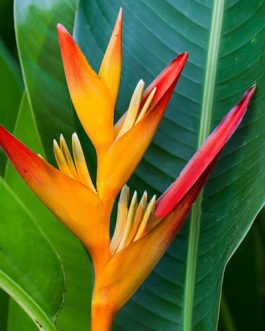 Heliconia Psittacorum Lady Diana Red Lips (Single plant)