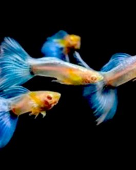 Topaz blue guppy pair