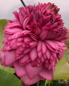 Ultimate Thousand Petal Sahasradhalam Tuber/ Nelumbo Nucifera (UTP)