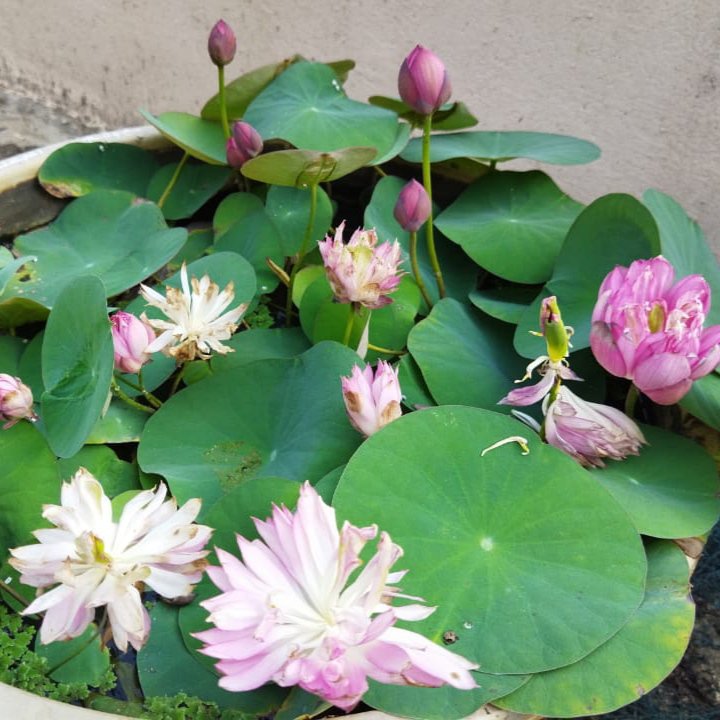 Bowl lotus combo (white puff,New star ,liangli) 3 Tubers - Image 3