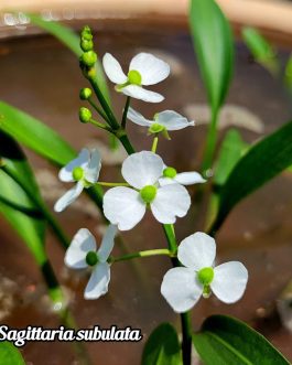 Flowering Sagittaria plant Combo ( Subulata, Mondivides, Japonica, Latifolia Alba)