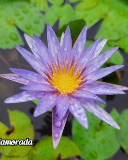 Nymphiya Islamoda, Peach Blow and White Colorata Waterlily Combo (3 plants)
