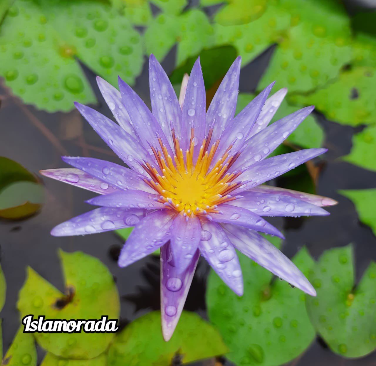Nymphiya Islamoda, Peach Blow and White Colorata Waterlily Combo (3 plants) - Image 2