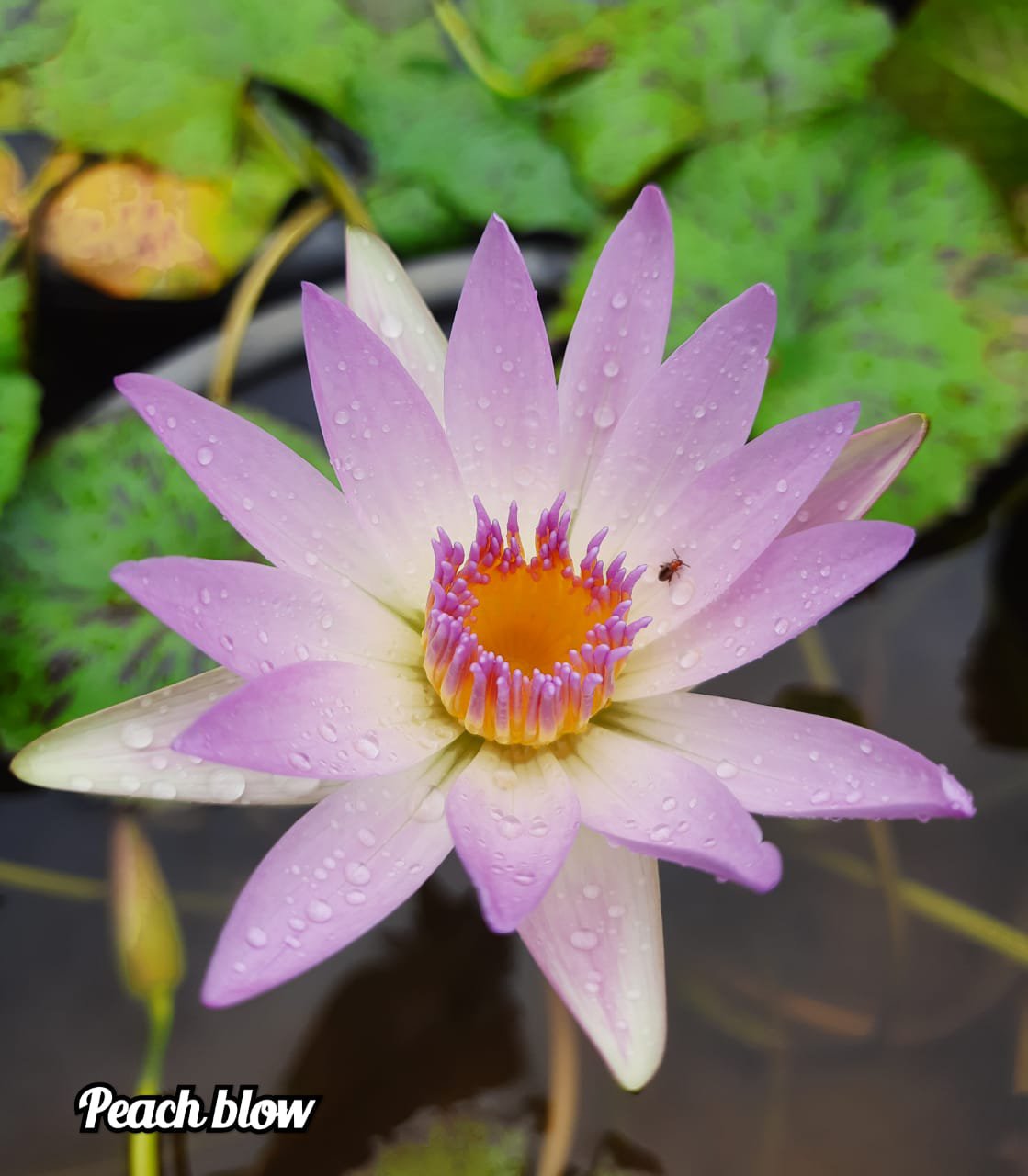 Nymphiya Islamoda, Peach Blow and White Colorata Waterlily Combo (3 plants) - Image 3