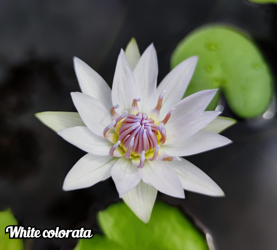 Nymphiya Islamoda, Peach Blow and White Colorata Waterlily Combo (3 plants) - Image 4