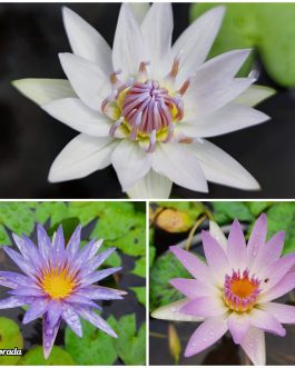Nymphiya Islamoda, Peach Blow and White Colorata Waterlily Combo (3 plants)