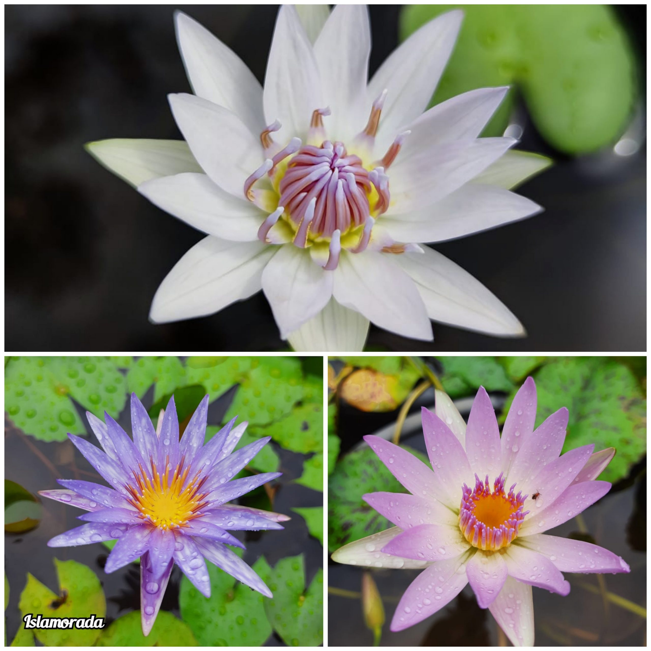 Nymphiya Islamoda, Peach Blow and White Colorata Waterlily Combo (3 plants)